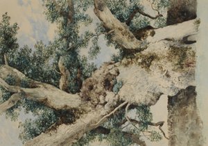 Estudo para Árvore no Rookery, c.1854 (wc no papel)